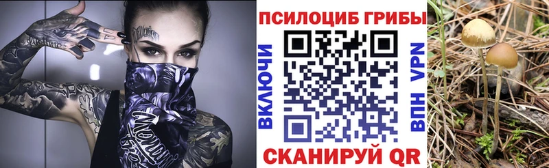 Псилоцибиновые грибы Psilocybine cubensis  Новопавловск 